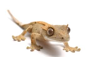 Bild von einem Gecko
